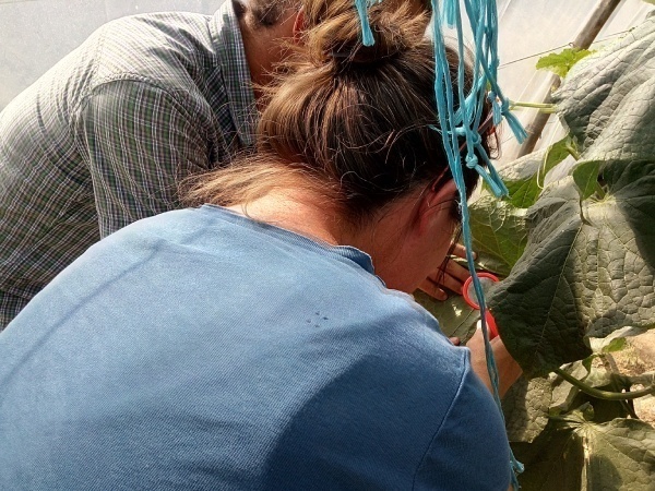 observation feuillage légumes