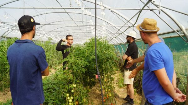 Groupe de 4 personnes échangeant autour de pieds de tomates dans une serre.