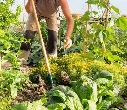 maraicher serre légumes bio