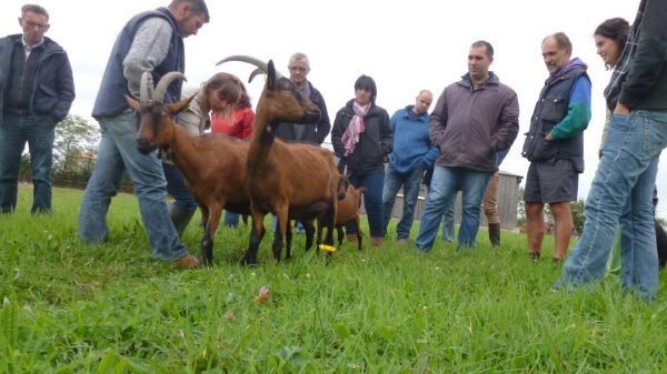 producteurs chèvres bio