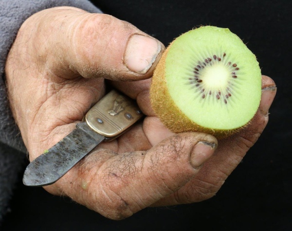 main tenant kiwi