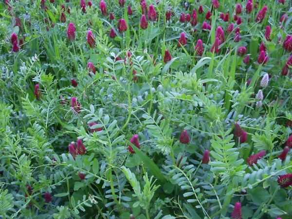 mélange trèfle et légumineuses champs bio