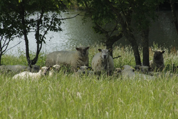 moutons bio près d'une rivière sous des arbres