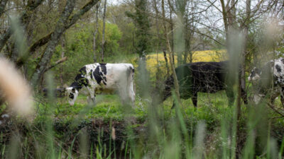 vaches haie bocage