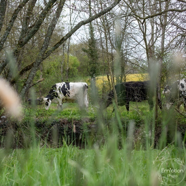 vaches haie bocage
