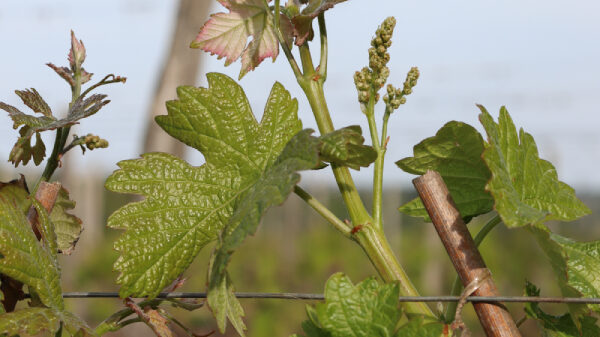 feuilles de vigne bio