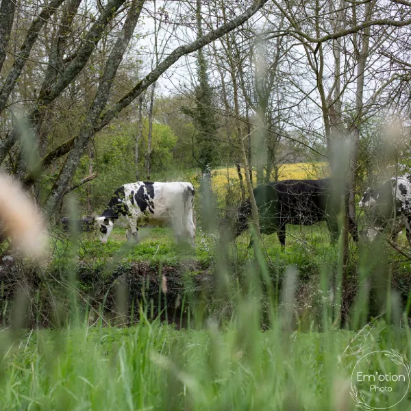 vaches haie bocage